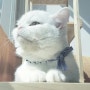 [마요] 범백혈구 감소증을 이겨낸 장한 고양이, 마요♡