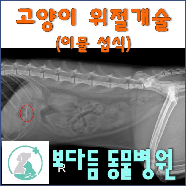 고양이 위절개술, 고양이 이물 섭식 (Gastrotomy for FB removal) 며칠 전부터 구토하더니 사료를 잘 삼키지 ...