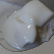 티벳버섯 발효 수제 우유 요구르트 식이 자연요법 활용 분양 (×)교구재로만 드림