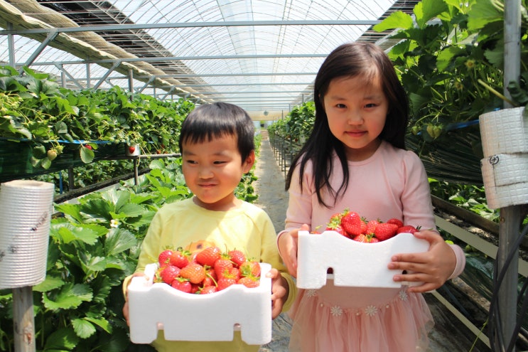 딸기체험 양평 옥천 농장에서 아이랑 함께해요!