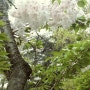 4월 일상/봄나들이 경기도청 꽃사진