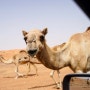 사막 사파리 보다 캠핑 ♥ 두바이 여행 2편 | The Big Red 빅 레드 사막 캠핑 듄배싱