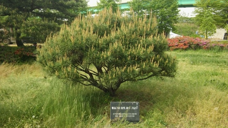 반송꽃 : 네이버 블로그