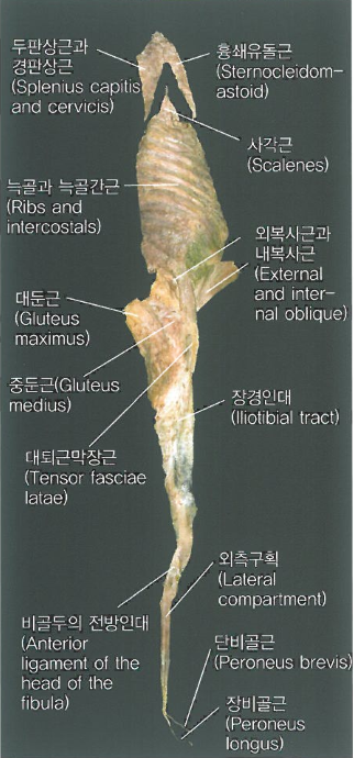 [동천동PT] - 근막경선 해부학 자세 분석 및 치료(아나토미 트레이닝) -5장 외측선.2 - . : 네이버 블로그