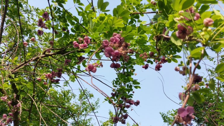 으름꽃,으름꽃향기,으름덩굴꽃,아름다운 산골 이야기 : 네이버 블로그