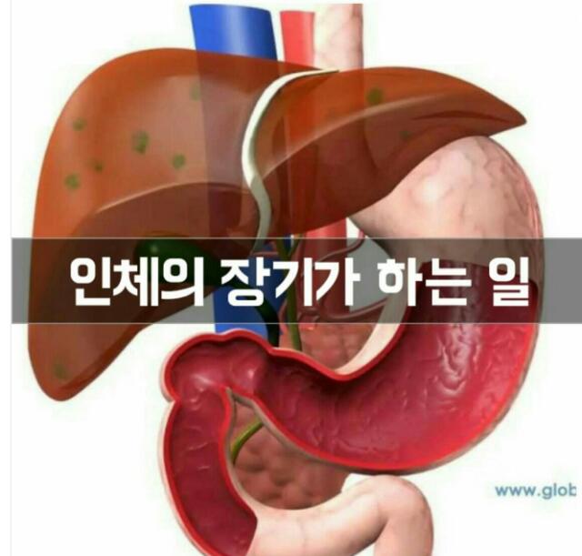 인체의 장기가 하는 일 : 네이버 블로그