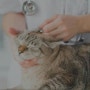 고양이 예방접종의 중요성
