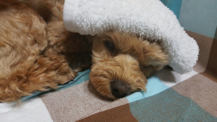 강아지 열 날때 : 체온확인하는방법과 응급처치요령 : 네이버 블로그
