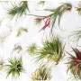 공중식물 틸란드시아 (Air plant)