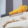 사람처럼 자는 고양이 깨방이