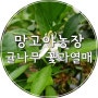 영광 망고야 농장 # 귤 나무에 꽃이 피고 열매가 열렸어요!