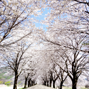 안동 가볼만한곳 안동 하회마을 벚꽃축제는 여기!