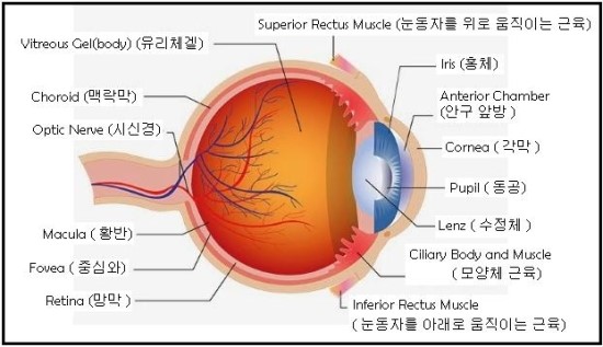안구 구조 : 네이버 블로그
