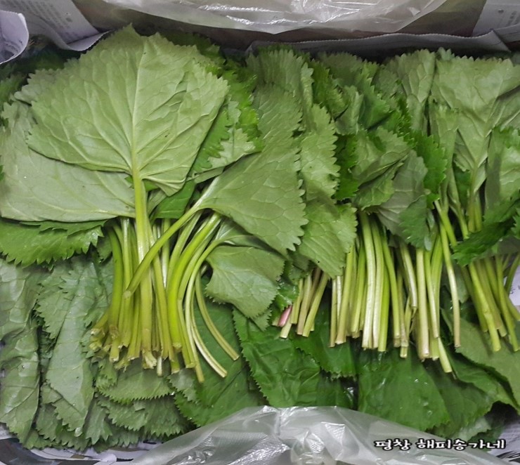 산에심은 곰취 보내요~ : 네이버 블로그