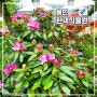 경기도 가볼만한곳: 용인 '한택식물원' 봄꽃페스티벌