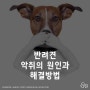 [BCOZU/비코쥬] 반려견 악취의 원인과 해결방법