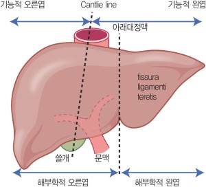 간 lobe segment : 네이버 블로그