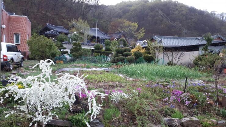 조팝나무의 꽃말과 전설 그리고 이름의유래 : 네이버 블로그