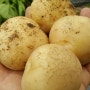 [수미감자]텃밭 감자 판매완료