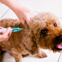 강아지 예방접종을 매년 해야되나요?