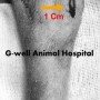 최소 침습적 강아지 경골 골절 정복 (Minimally Invasive Reduction of Tibial Fracture in a Young Dog) [청주지웰동물병원]