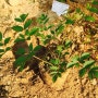 텃밭일지 - 노지 식재와 작물 성장 관찰
