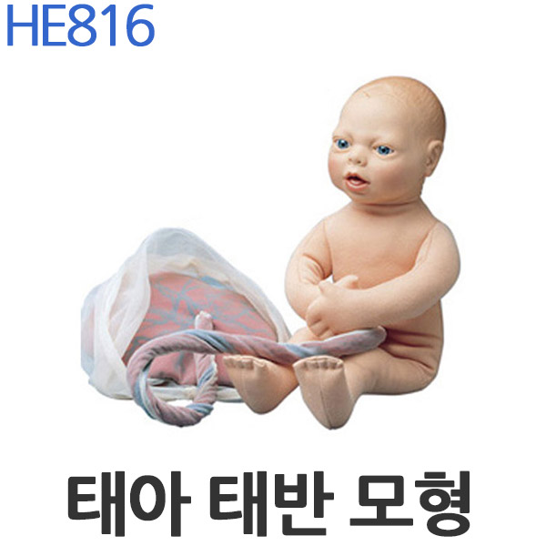 태아태반모형 HE816 탯줄 성교육교재 성교육교구 : 네이버 블로그