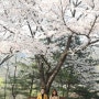 [On display]4월의 크리스마스-대전사정공원