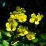 노란색 꽃을 피우는 식물 (2)