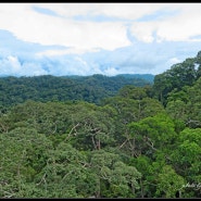 Brunei(Ulu Temburong National Park)