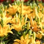 꽃종류 아마릴리우스 꽃말
