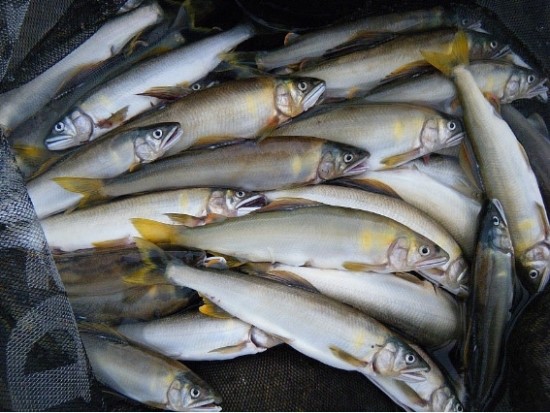은어(銀魚) : 네이버 블로그