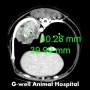 강아지 폐종양 수술 (Surgery of Canine Pulmonary Tumor) [청주지웰동물병원]