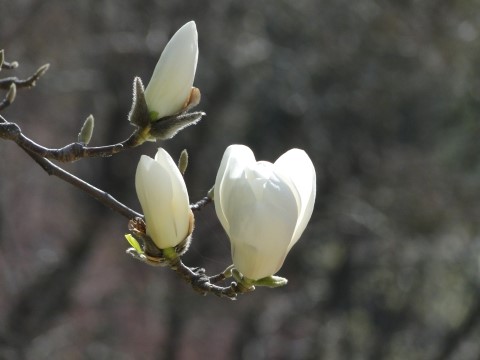 춘화현상(春化現象) : 네이버 블로그