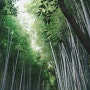 10월의 오사카/교토_ 아라시야마, 아라시야마 대나무 숲, 교토역