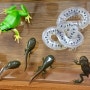 네이처 MONO 청개구리 두꺼비 시리즈 선행발매