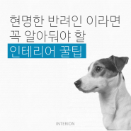 반려인이 주목 해야할 인테리어 팁3