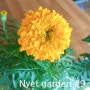 [메리골드 꽃 키우기] Nyet garden #9