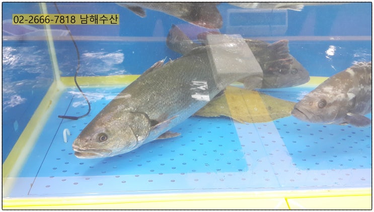 점성어, 양식 민어, 자연산 민어 가격 차이 : 네이버 블로그