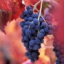 이탈리아 피에몬테 와인 2편-바르베라, 돌체토, 모스카토, 코르테제, 아르네이스