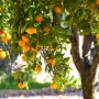 오렌지(에센셜오일) 효능 및 향기 _ Orange