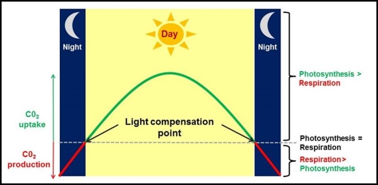 light-compensation-point