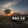 화성 수섬, 삘기꽃 만발한 한국의 세렝케티 화성시 수섬
