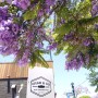 [캘리포니아 산책] 보라색 꽃비가 내리는 샌디에고 리틀 이태리
