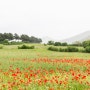 [이탈리아 중부] 양귀비꽃이 가득 핀 들판, 길 위에서의 이야기 : 아씨시에서 바레아까지 #이탈리아자동차여행/이탈리아렌터카