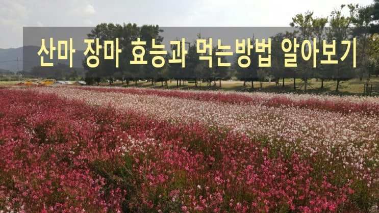산마효능 장마 먹는방법 알아보기 : 네이버 블로그