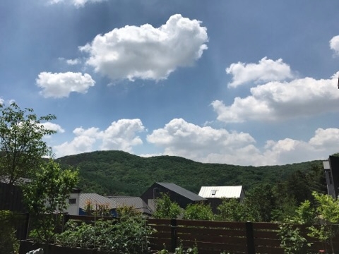마당에서 키우기 쉬운 나무 (주택에서 키우기 좋은 꽃과 나무) : 네이버 블로그