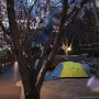 벚꽃이 있는 캠핑장의 야경