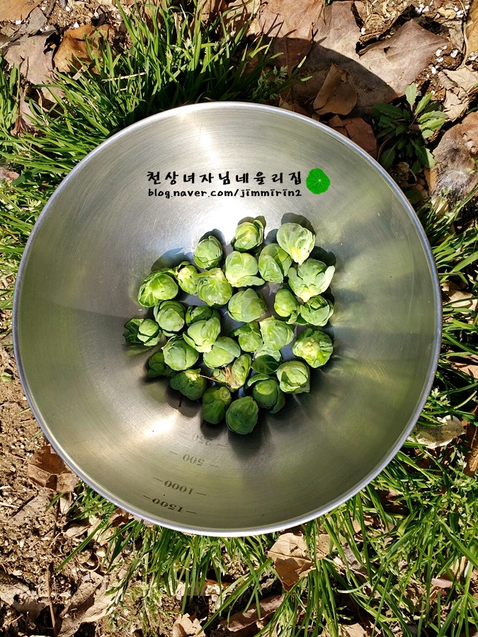 방울양배추(Brussels sprouts) 키우기- 파종부터 수확,채종까지 : 네이버 블로그