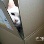 [나의 고양이들] 박스요정 노은별